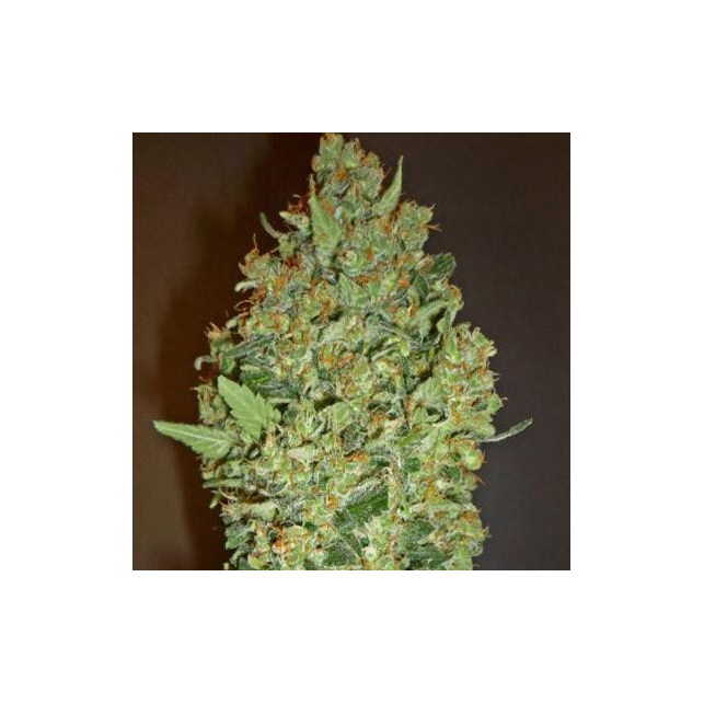 Cheese Berry - 00 Seeds
