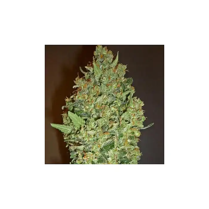 Cheese Berry - 00 Seeds
