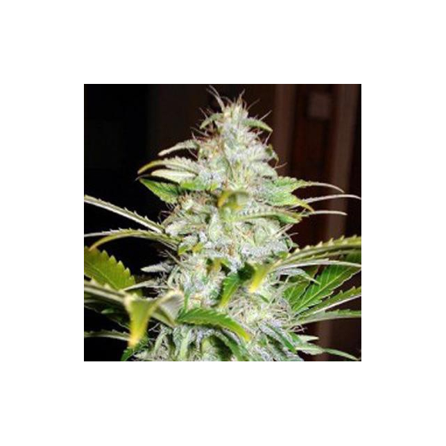 Auto Hindu Kush x Auto AK 47 Auto Hindu Kush x Auto AK 47
