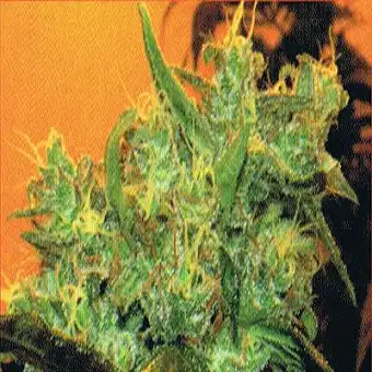 Goxuak Auto - Genehtik