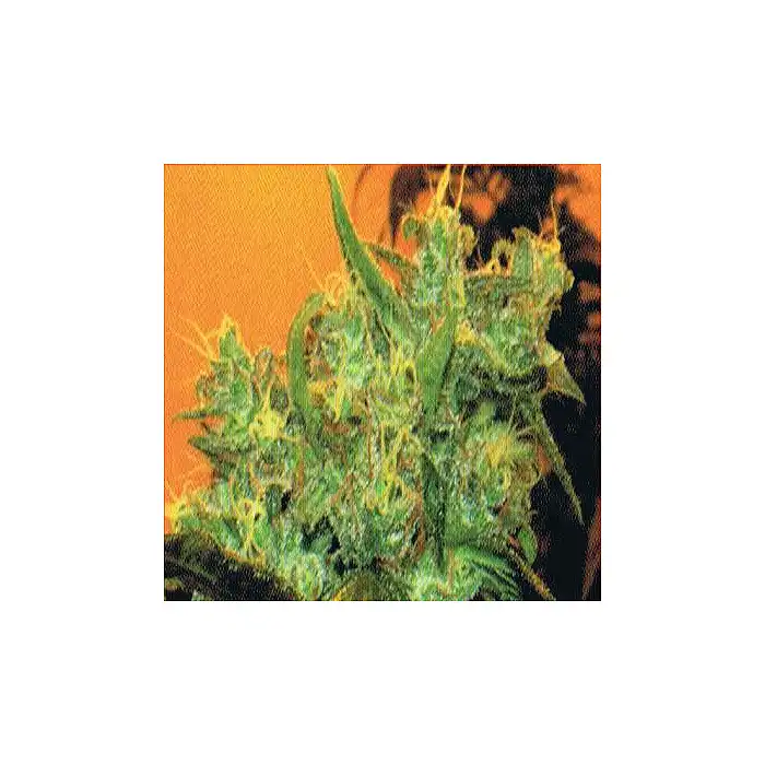 Goxuak Auto - Genehtik