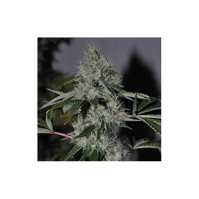 Chem 4 OG