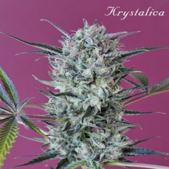 Krystalica