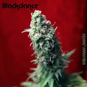 Blackdance - Reggae Seeds