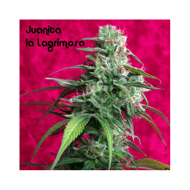 Juanita La Lagrimosa - Reggae Seeds