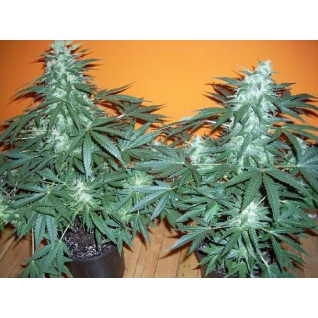 Sour 60 Sour 60