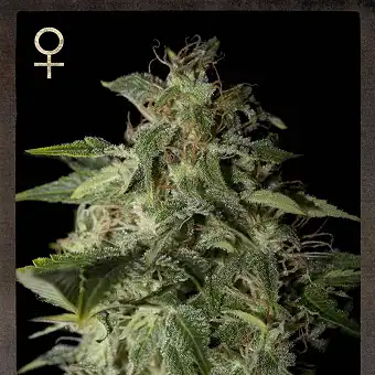 Afgooey 1 - Strain Hunters