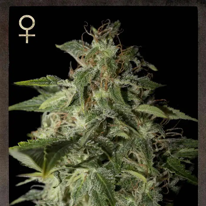 Afgooey 1 - Strain Hunters