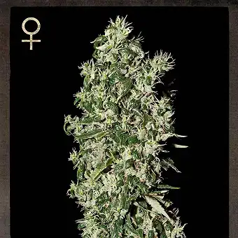 Big Tooth 1 - Strain Hunters