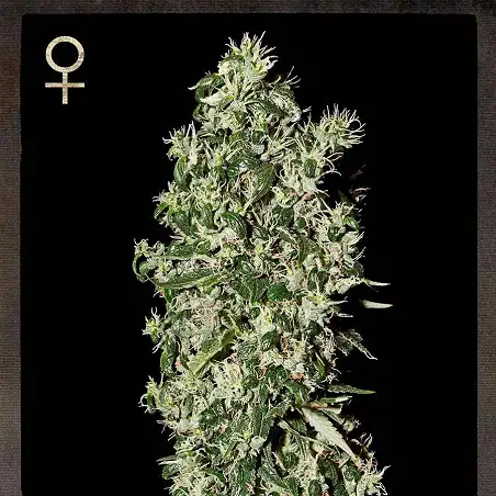 Big Tooth 1 - Strain Hunters