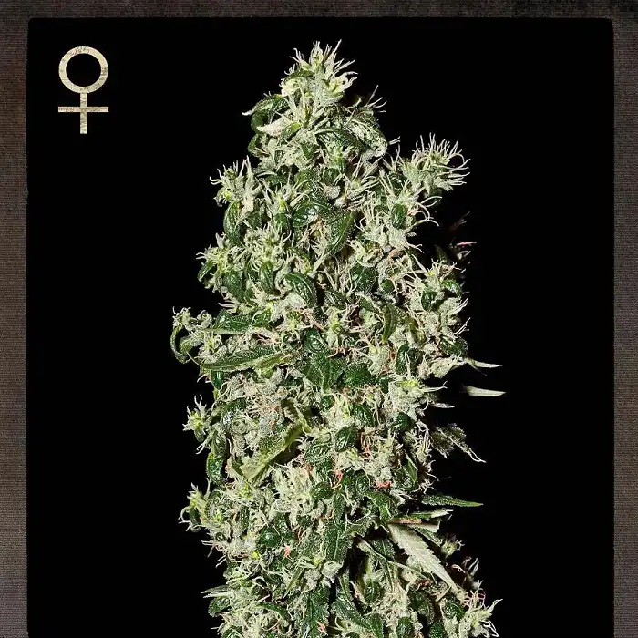 Big Tooth 1 - Strain Hunters