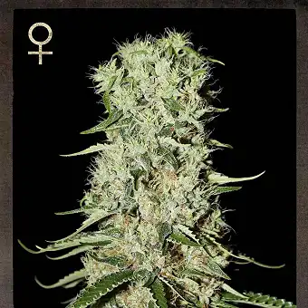 Damnesia 2 - Strain Hunters