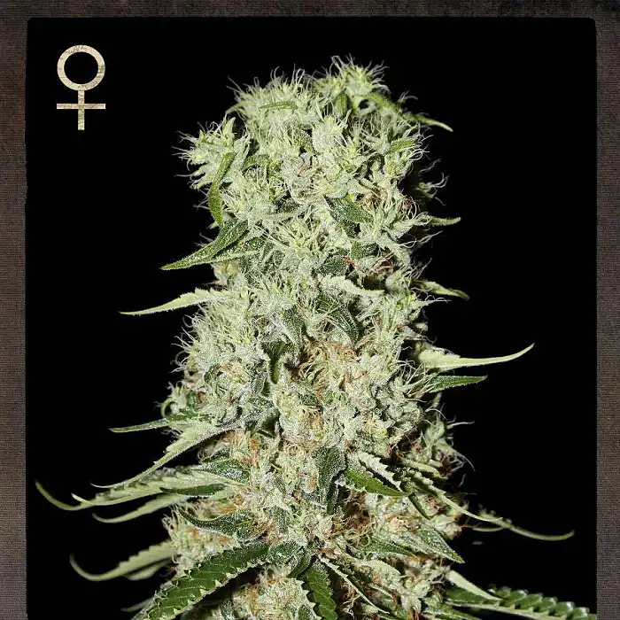 Damnesia 2 - Strain Hunters