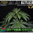 Damnesia - Strain Hunters Damnesia - Strain Hunters