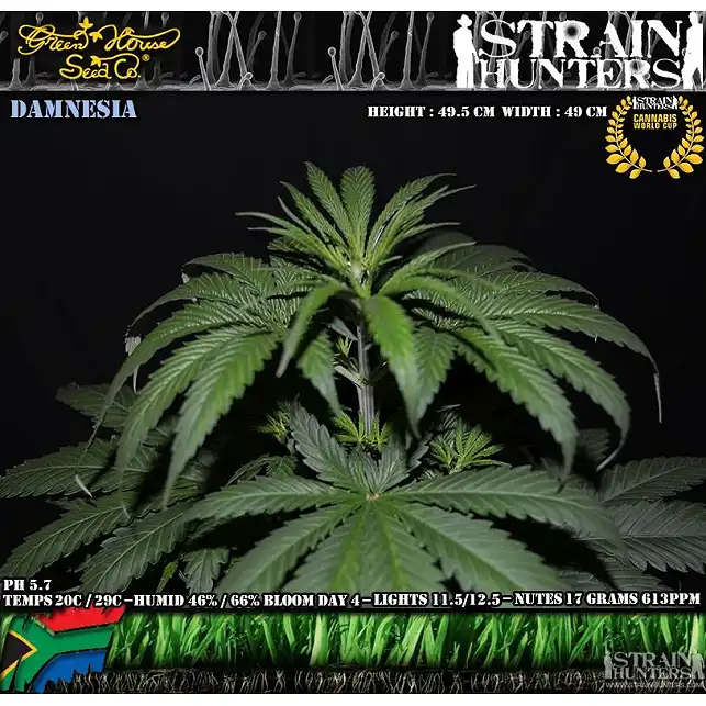 Damnesia - Strain Hunters