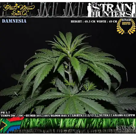 Damnesia - Strain Hunters