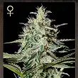 White Lemon 1 - Strain Hunters