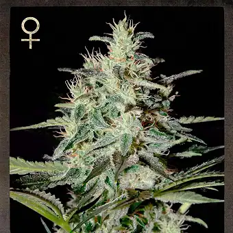 White Lemon 1 - Strain Hunters