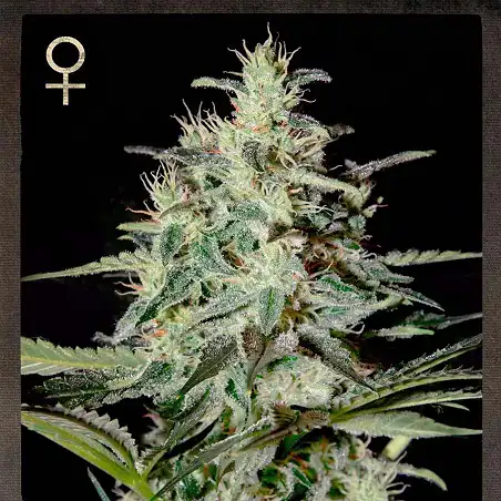 White Lemon 1 - Strain Hunters