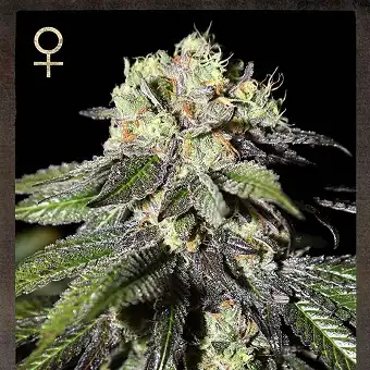 Caboose 1 - Strain Hunters