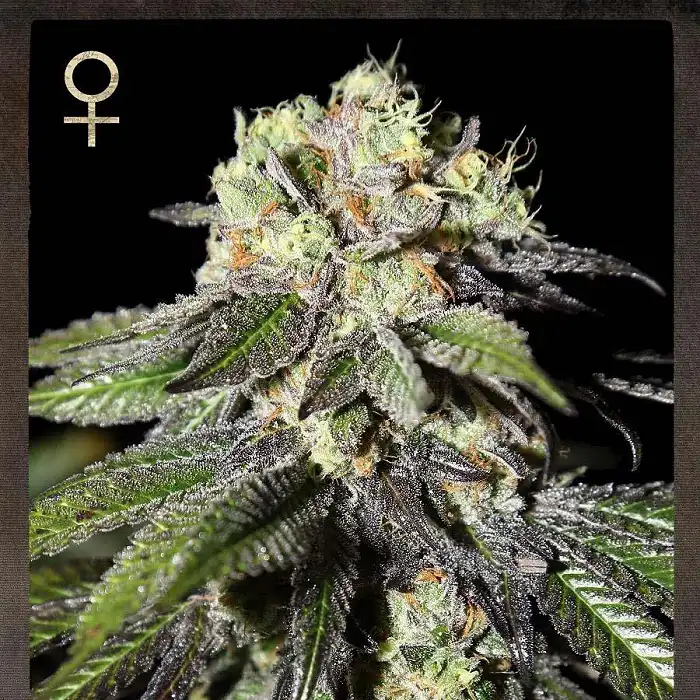 Caboose 1 - Strain Hunters