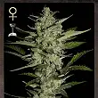 Flowerbomb Kush 2 - Strain Hunters