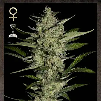 Flowerbomb Kush 2 - Strain Hunters