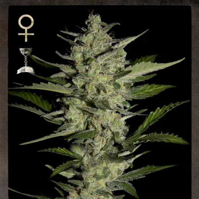 Flowerbomb Kush 2
