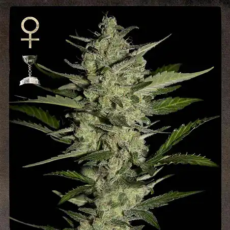 Flowerbomb Kush 2 - Strain Hunters