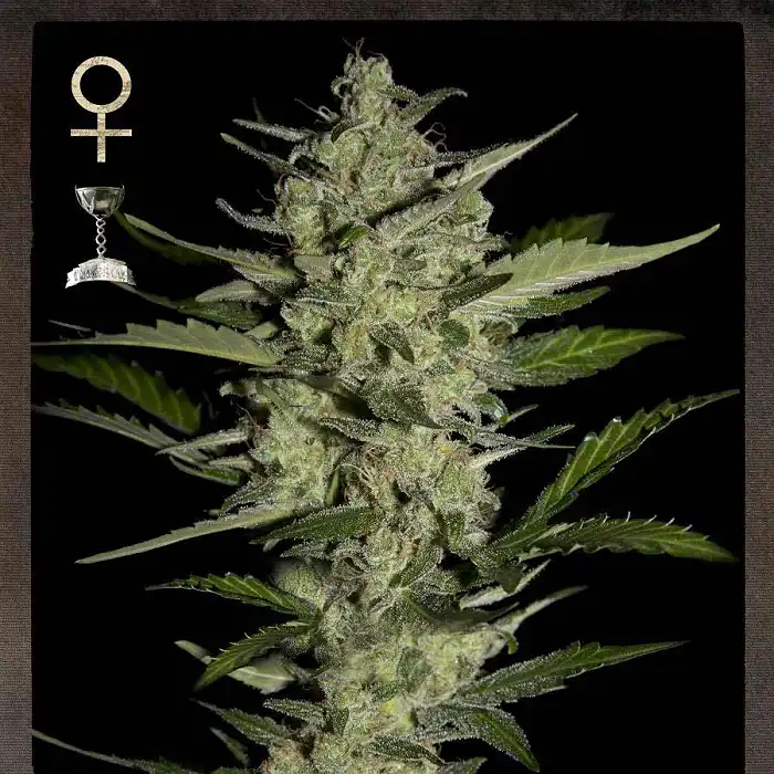 Flowerbomb Kush 2 - Strain Hunters