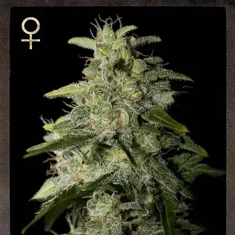 Money Maker 3 - Strain Hunters