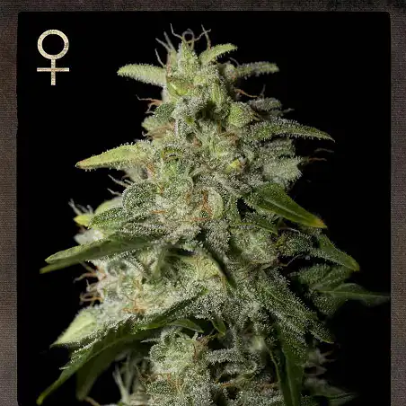 Money Maker 3 - Strain Hunters