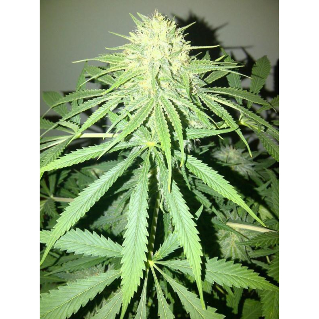 Money Maker 3 - Strain Hunters