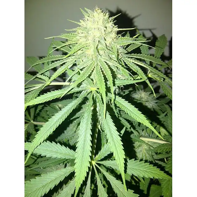 Money Maker 1 - Strain Hunters