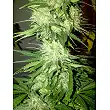 Money Maker 2 - Strain Hunters Money Maker 2 - Strain Hunters