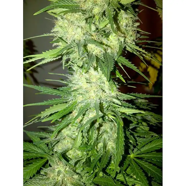 Money Maker 2 - Strain Hunters