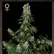 White Strawberry Skunk 2 - Strain Hunters