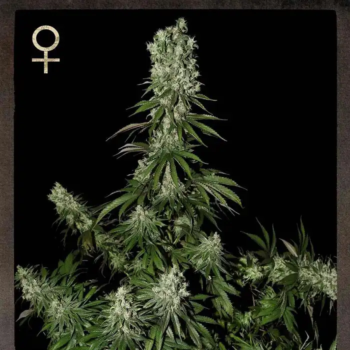 White Strawberry Skunk 2 - Strain Hunters