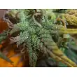 White Strawberry Skunk 1 - Strain Hunters