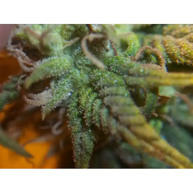 White Strawberry Skunk 1 - Strain Hunters