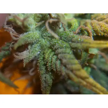 White Strawberry Skunk 1 - Strain Hunters