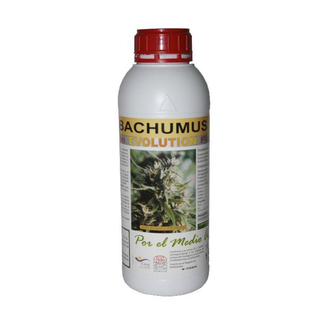 Bachumus Evolution (Floracion) Bachumus Evolution (Floracion)