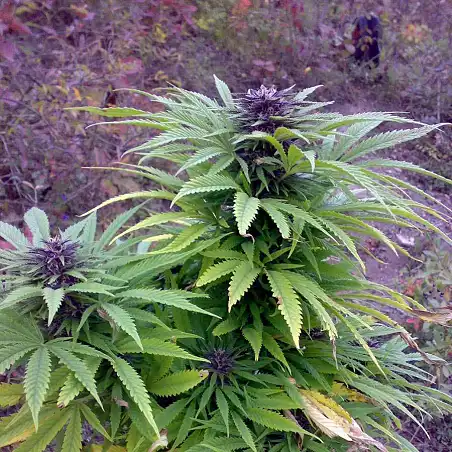 Sweet Purple 2 - Paradise Seeds