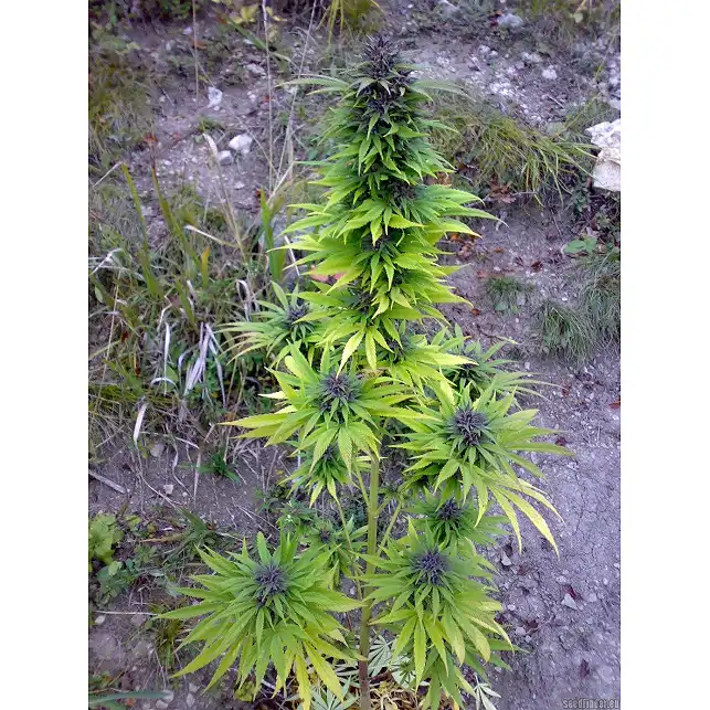 Sweet Purple - Paradise Seeds