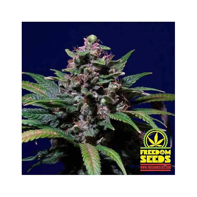 Sweet Purple 1 - Paradise Seeds