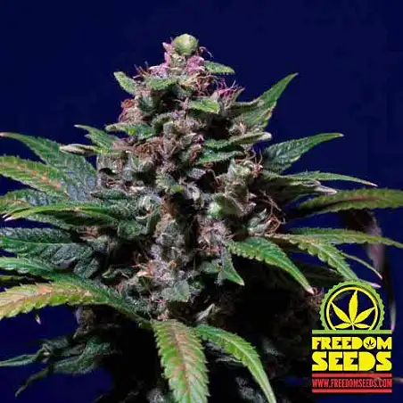 Sweet Purple 1 - Paradise Seeds