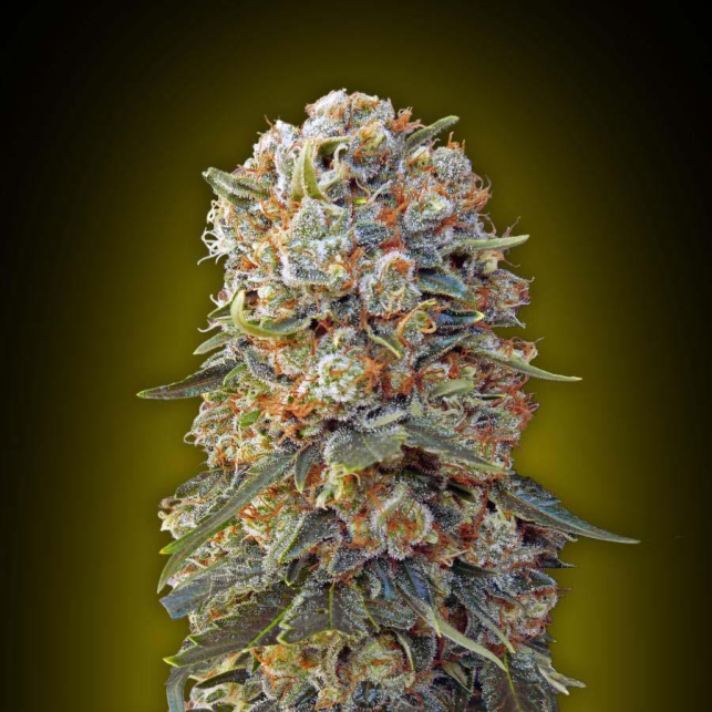 Sweet Critical
