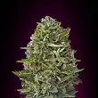 Caramel Kush - 00 Seeds