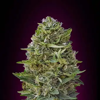 Caramel Kush - 00 Seeds