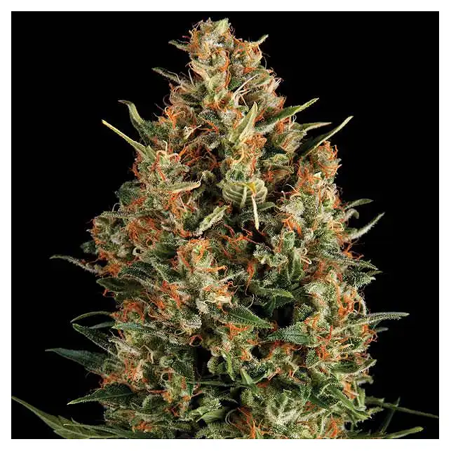 Wembley - Pyramid Seeds